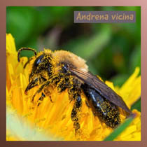 Andrena vicina