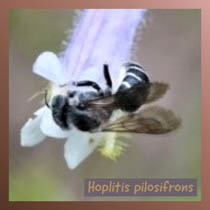 Hoplitis pilosifrons