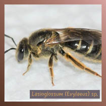 Lasioglossum Evylaeus