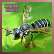 Megachile pugnata