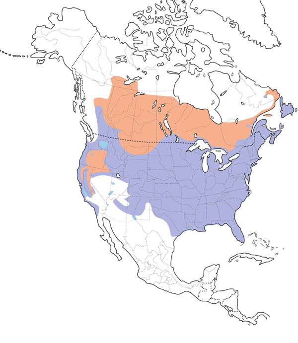 American Crow map