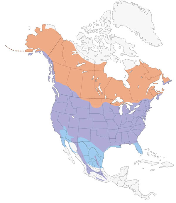 American Robin map