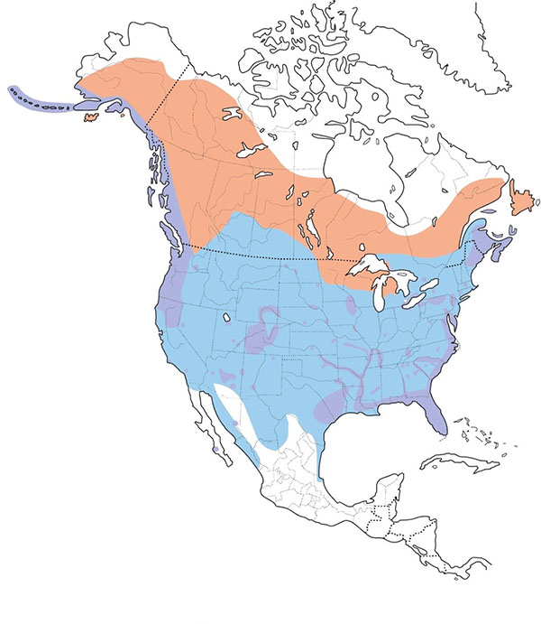Bald Eagle map