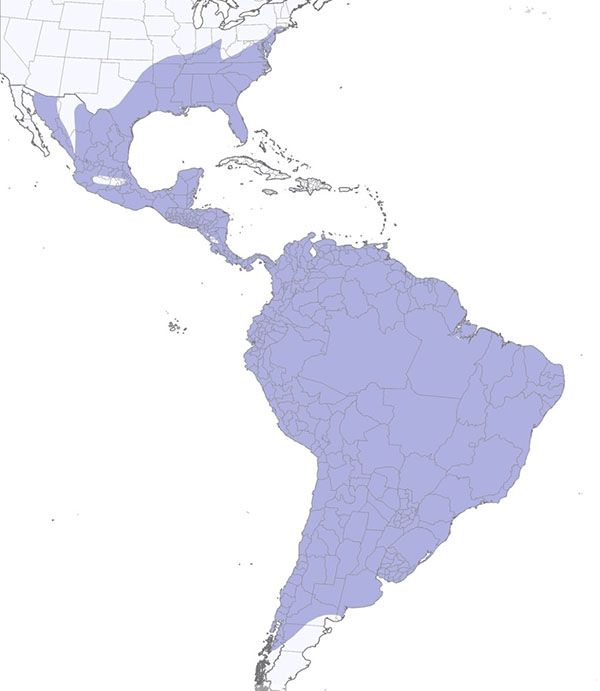 Black Vulture map