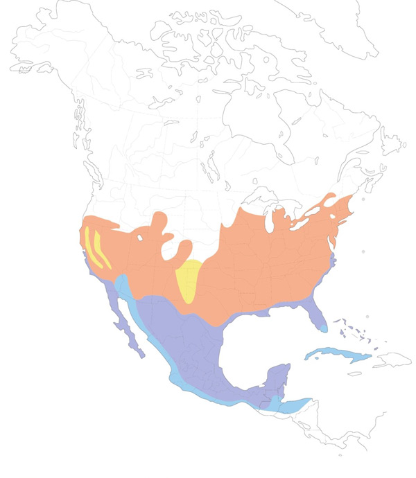 Blue-gray Gnatcatcher map