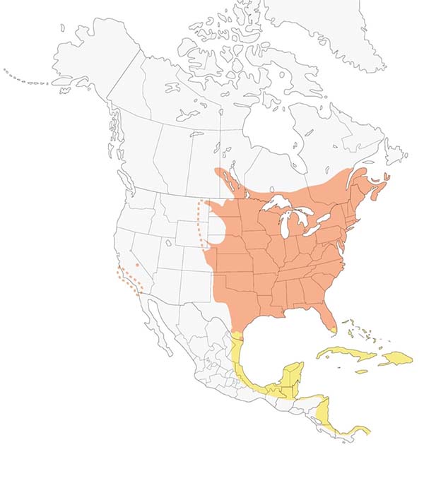 Chimney Swift map