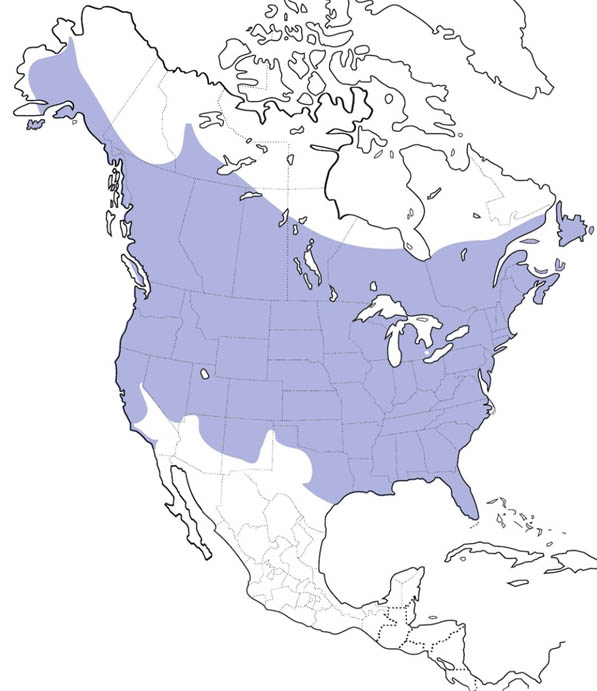 Downy Woodpecker map