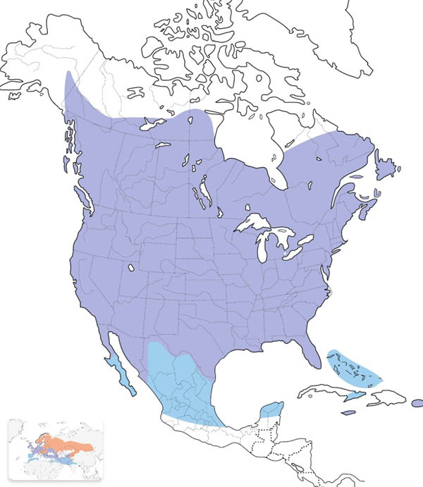 European Starling map