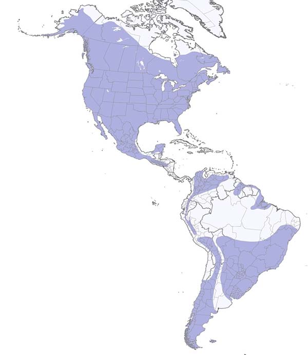 Great Horned Owl map