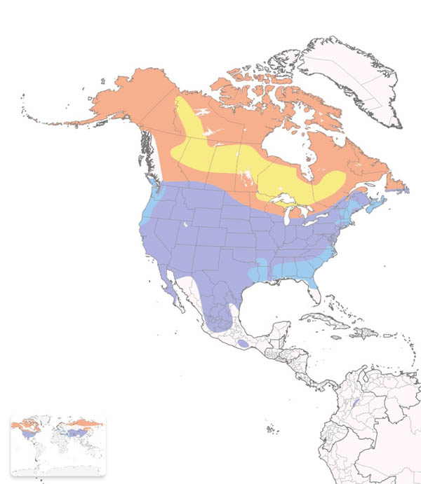 Horned Lark map