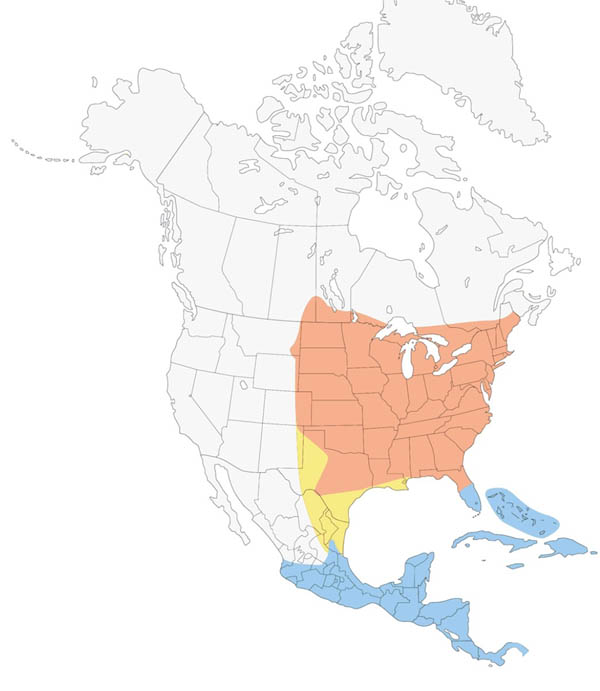 Indigo Bunting map