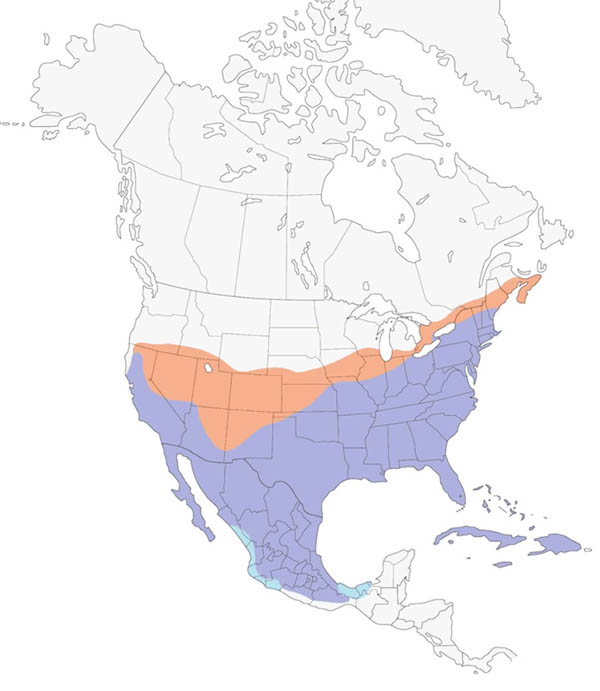 Northern Mockingbird map