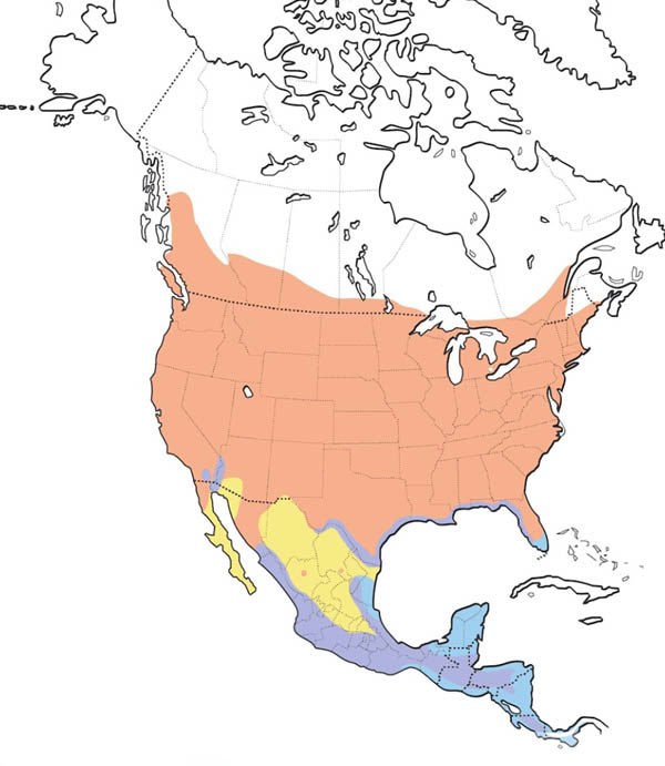 Northern Rough-winged Swallow map
