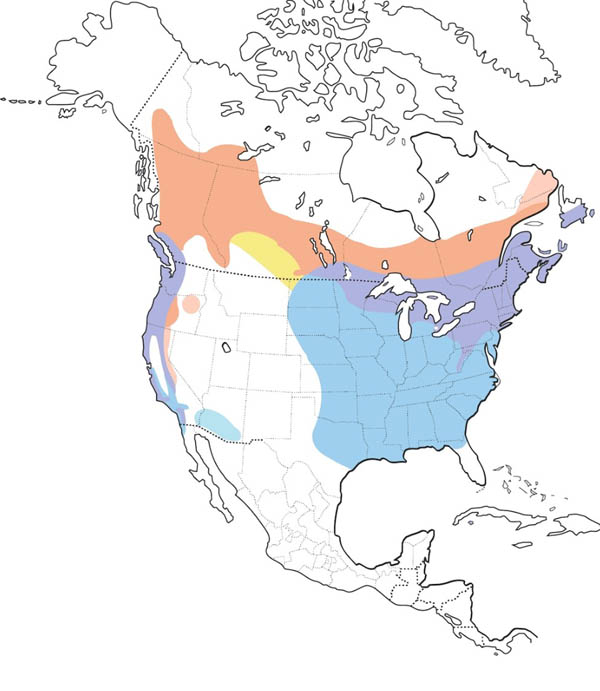 Purple Finch map