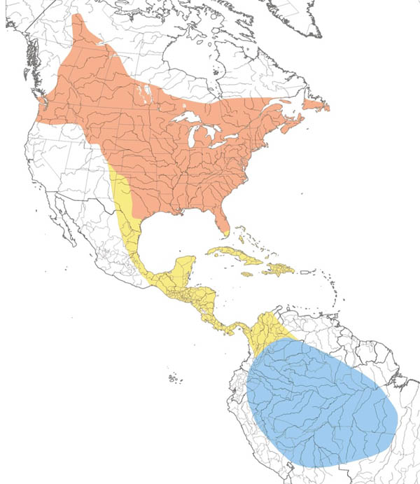 Red-eyed Vireo map