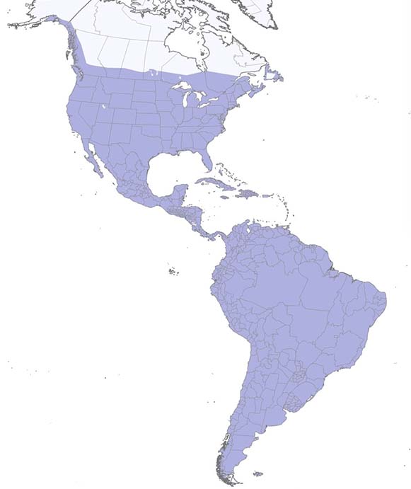 Rock Pigeon map