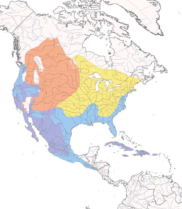 Ruddy Duck map