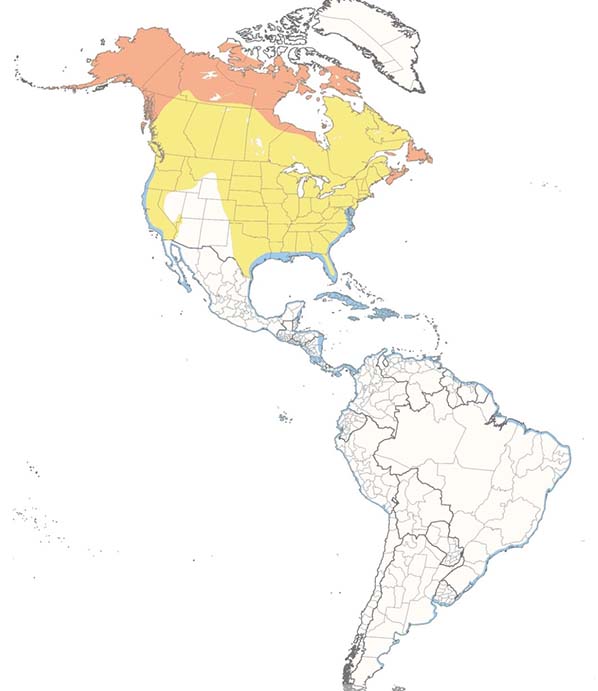 Semipalmated Plover map