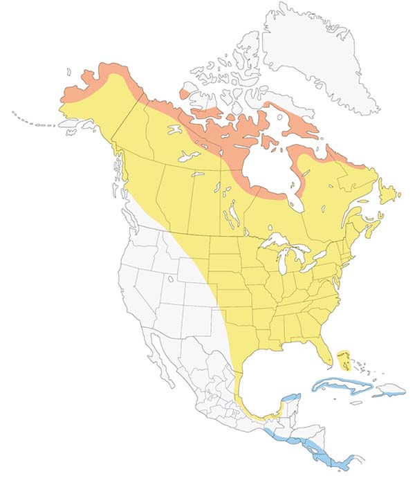Semipalmated Sandpiper map