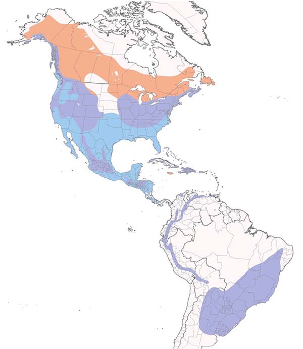 Sharp-shinned Hawk map