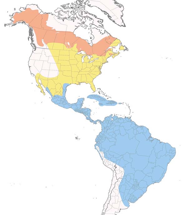 Solitary Sandpiper map