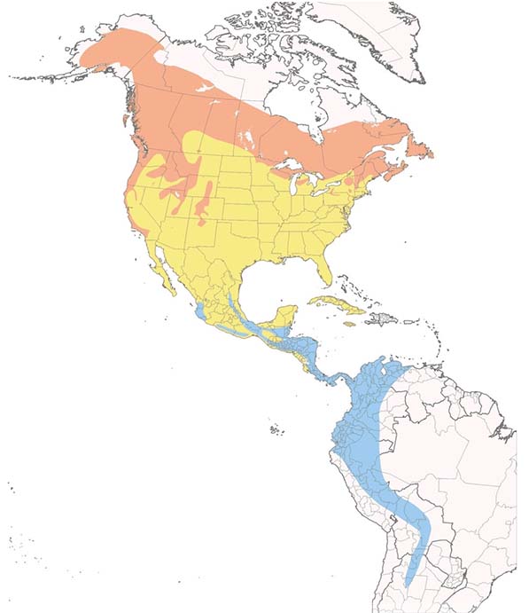 Swainson's Thrush map