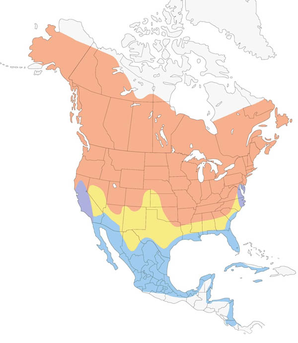 Tree Swallow map