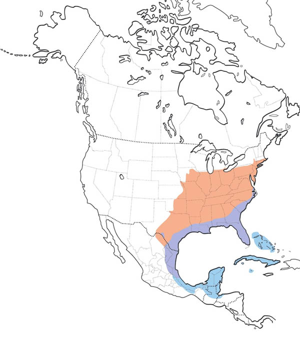 White-eyed Vireo map