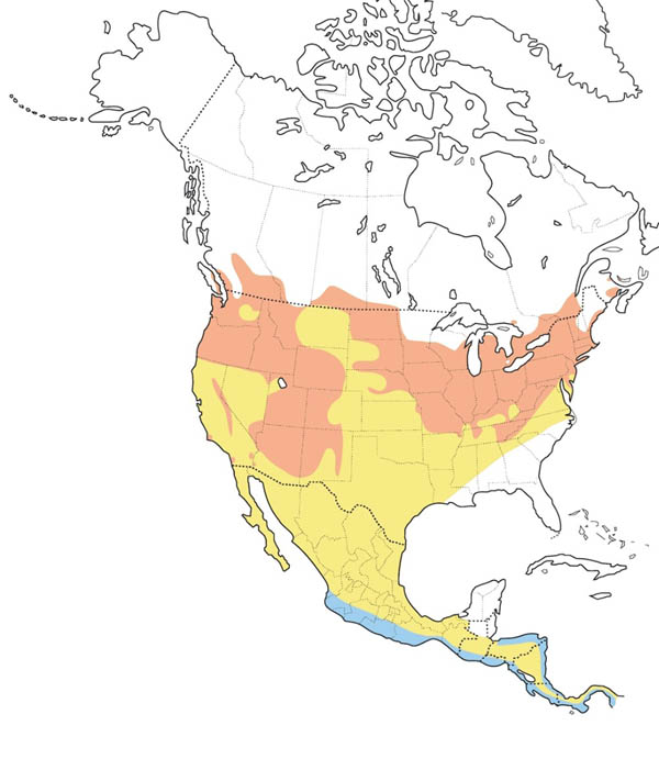 Willow Flycatcher map
