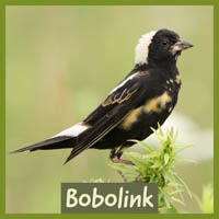 Bobolink