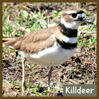 Killdeer
