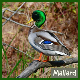 Mallard