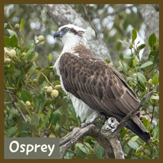 Osprey