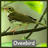 Ovenbird